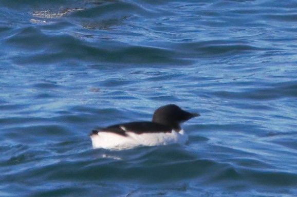Thick-billed Murre - ML315059221