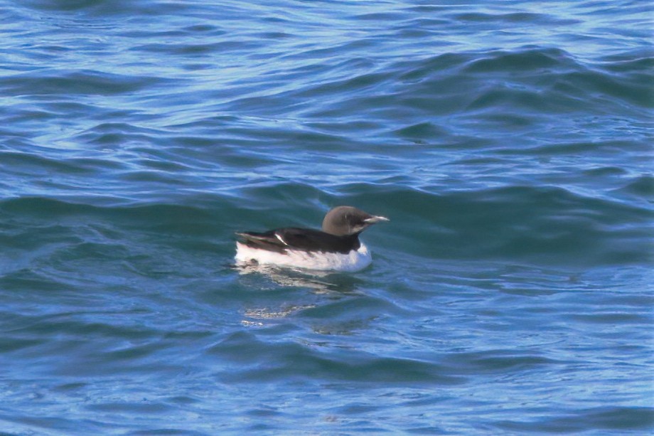 Thick-billed Murre - ML315059941