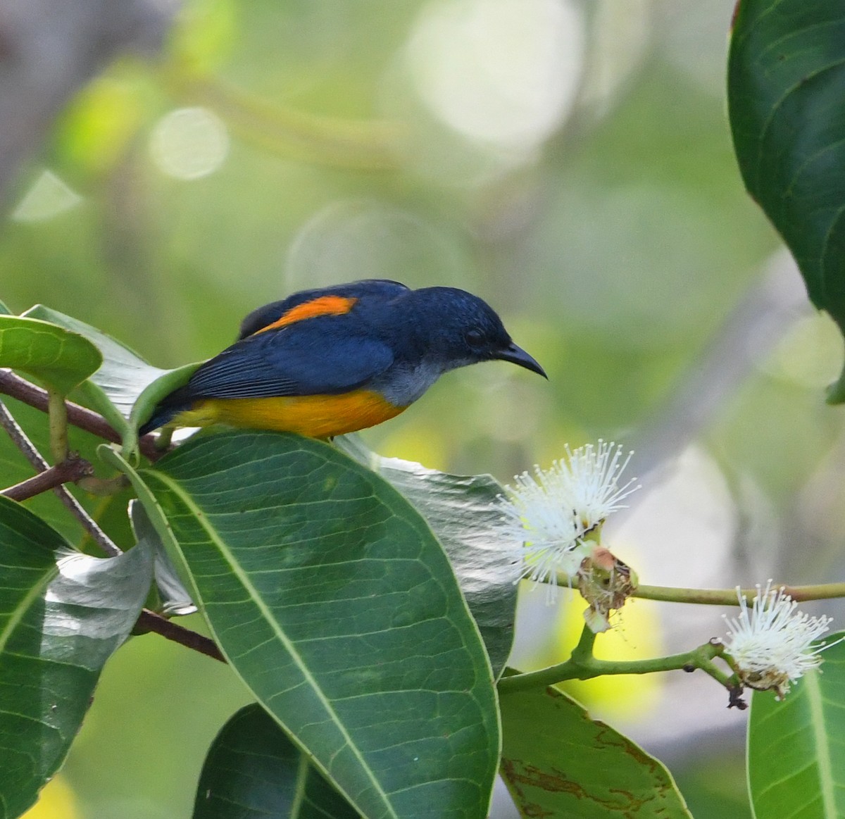 Orange-bellied Flowerpecker - ML315059951