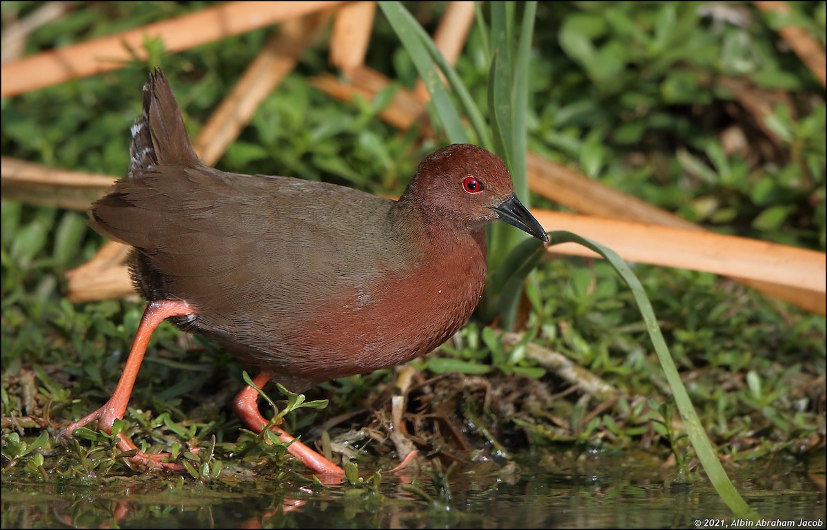 Zimtsumpfhuhn - ML315061191