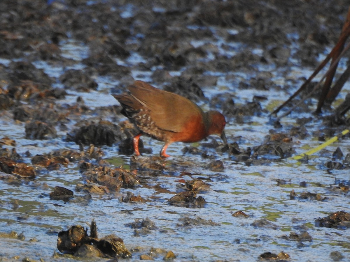 Ruddy-breasted Crake - Afsar Nayakkan