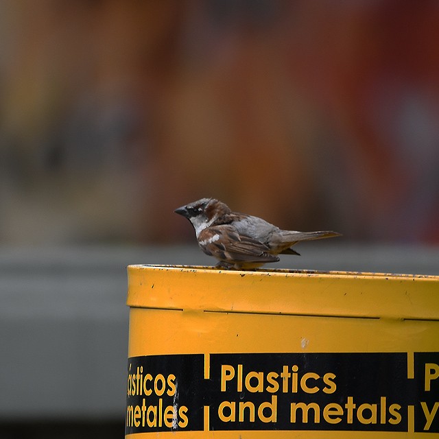 House Sparrow - ML315061731