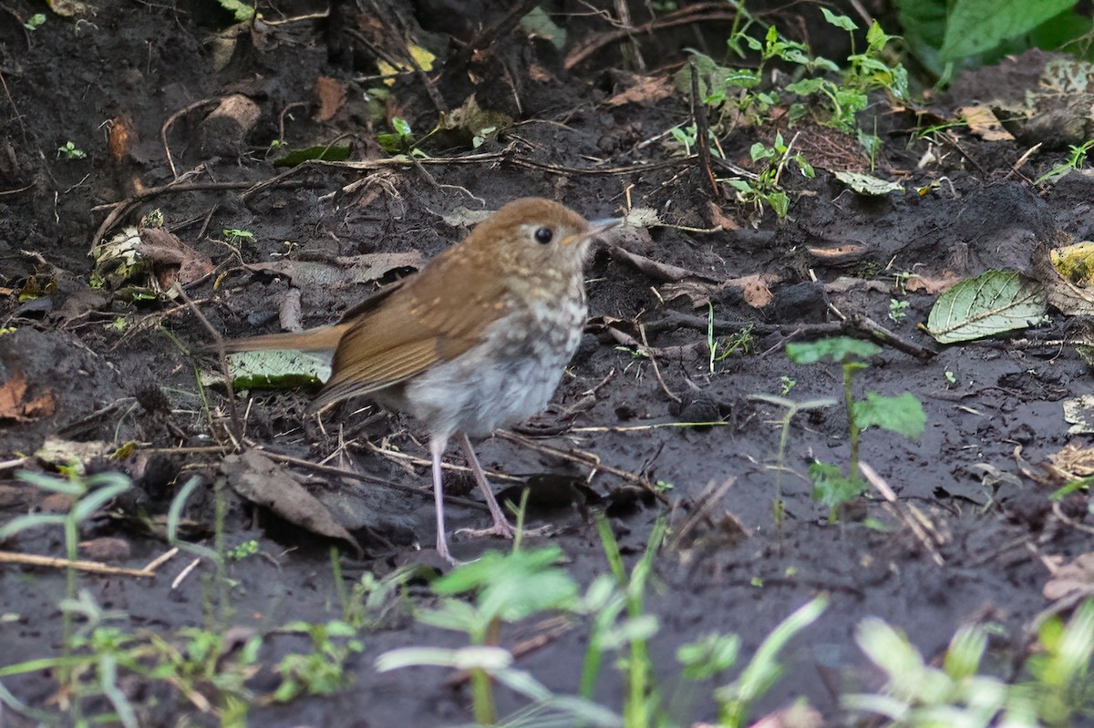 Russet Nightingale-Thrush - ML315062841