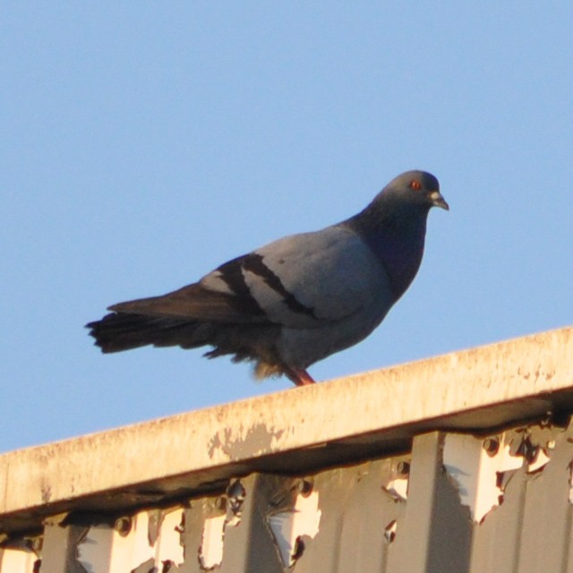 Rock Pigeon (Feral Pigeon) - Andrés Cecconi