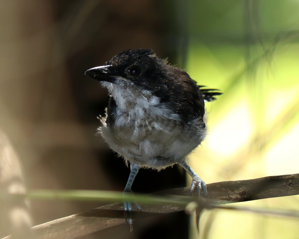 Great Antshrike - ML315063871