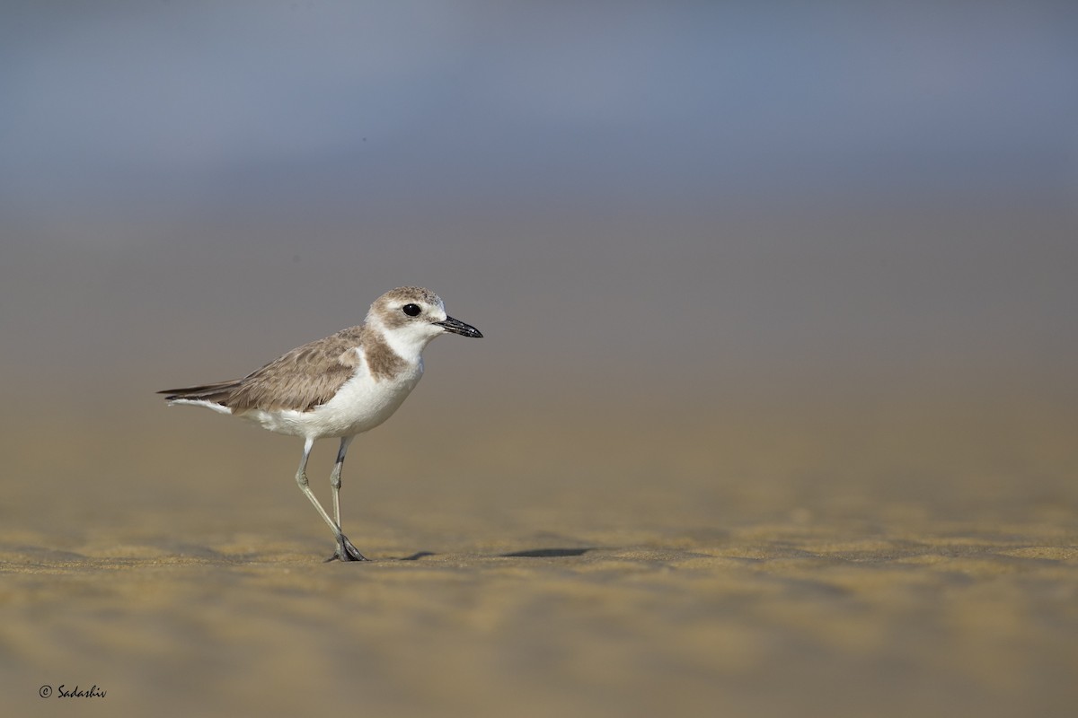 sand-plover sp. - SADASHIV PUJARI