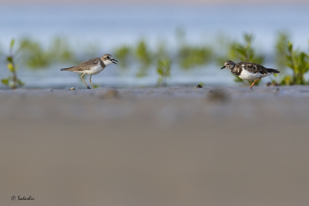 sand-plover sp. - SADASHIV PUJARI