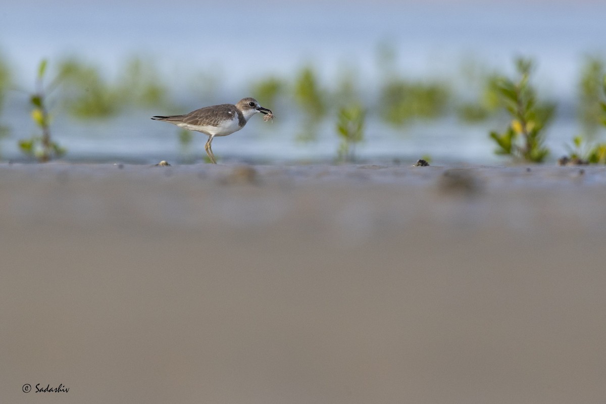sand-plover sp. - SADASHIV PUJARI