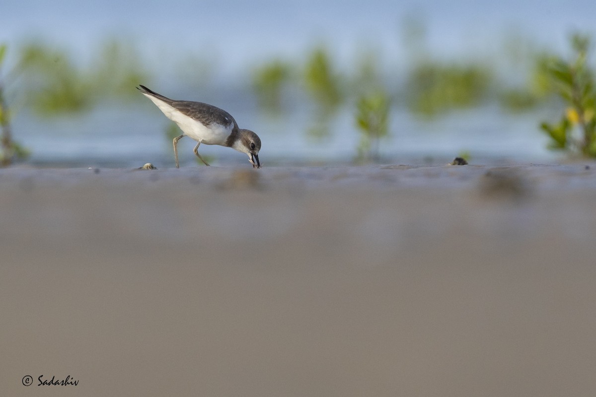 sand-plover sp. - SADASHIV PUJARI