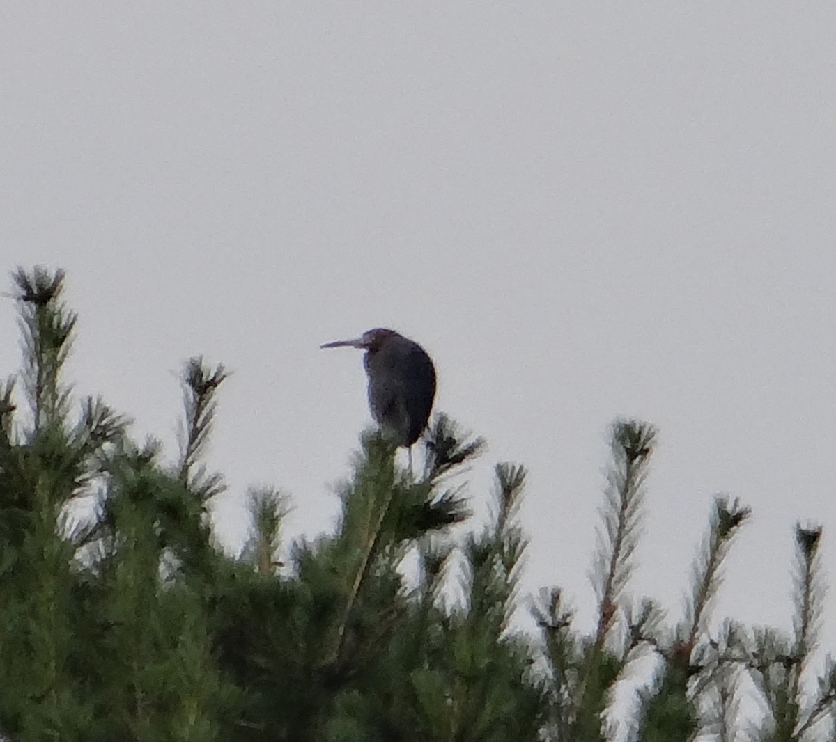 Little Blue Heron - ML31506571