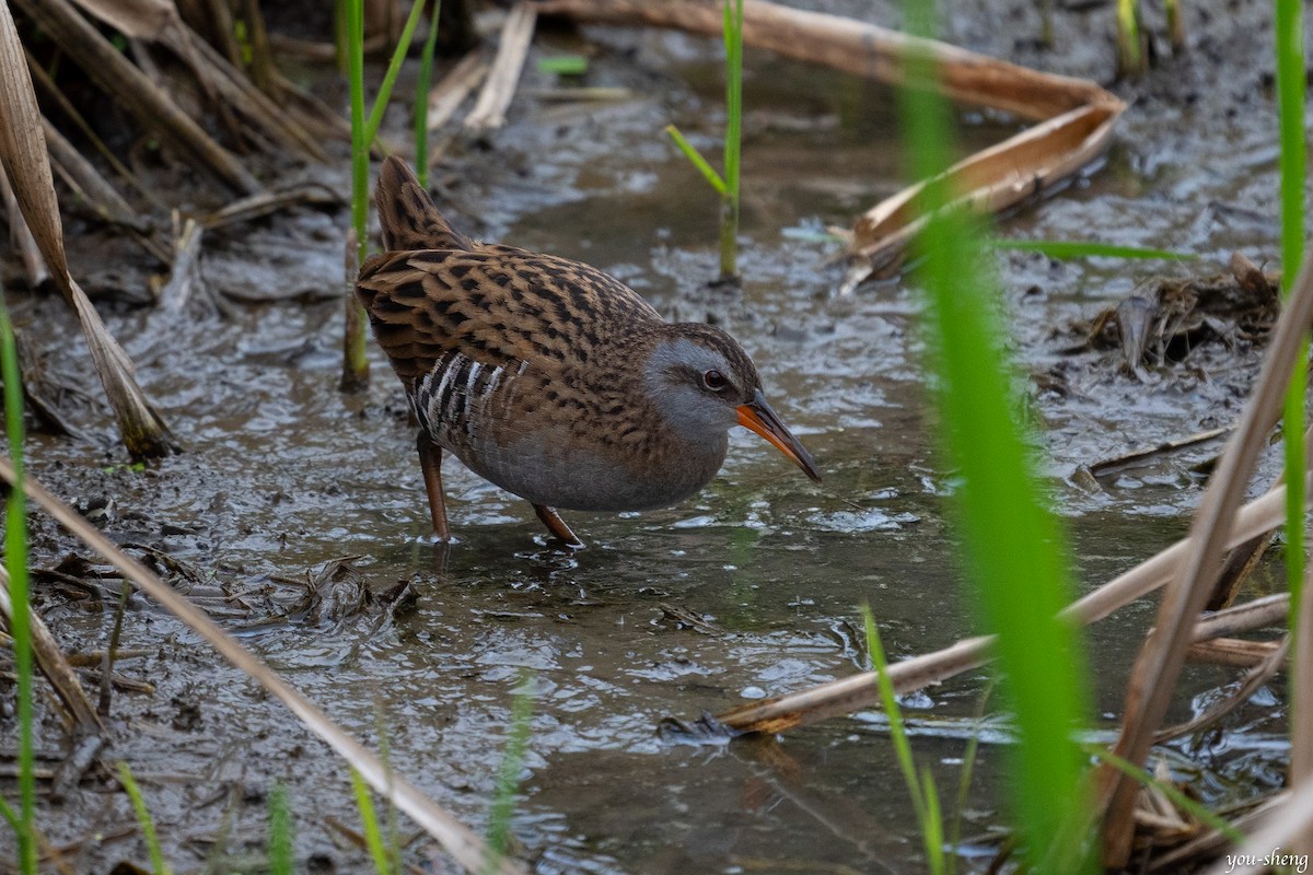 Brown-cheeked Rail - You-Sheng Lin