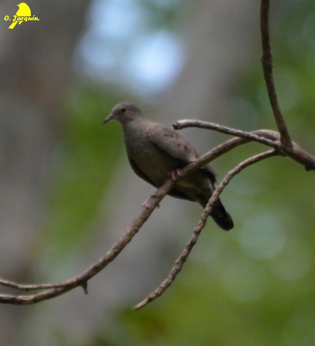 Common Ground Dove - ML31506961