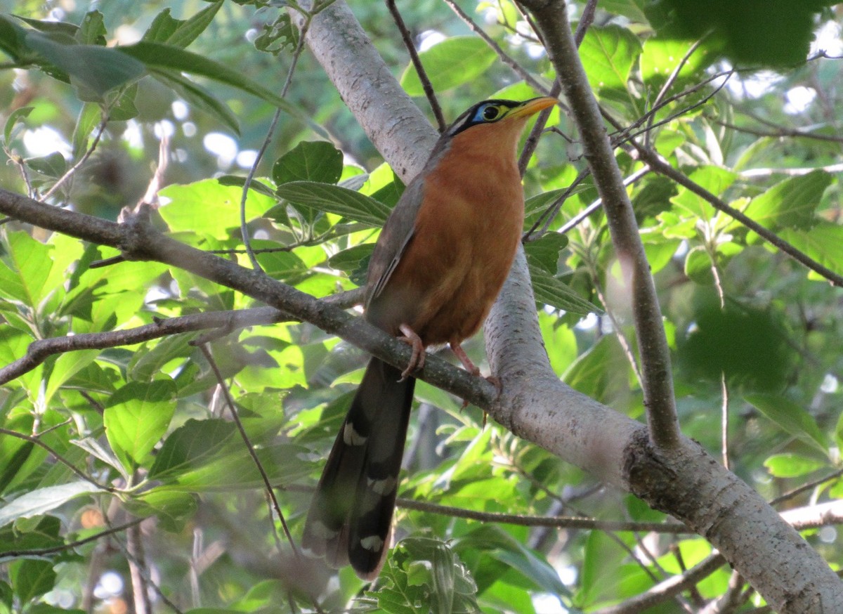 Lesser Ground-Cuckoo - Jim Zook