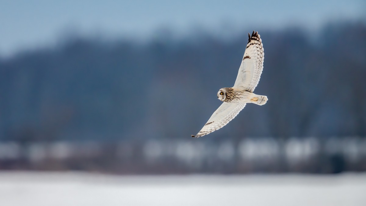 Short-eared Owl - Kyle Tansley