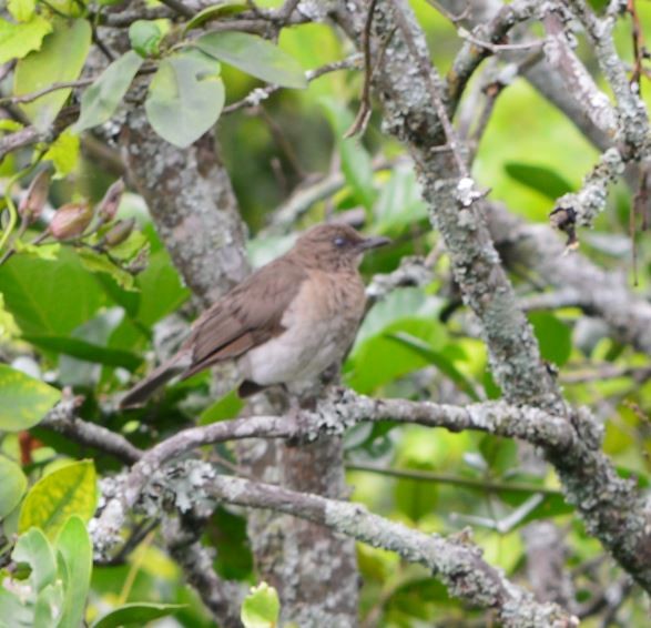 Black-billed Thrush - ML31507161