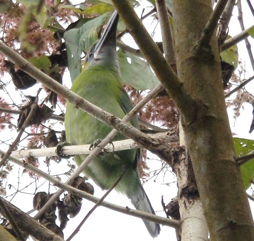 Toucanet à bec sillonné - ML315072031