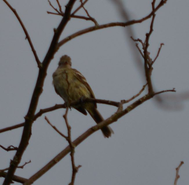 Northern Tropical Pewee - CARLOS ARIEL LOPEZ ZULETA