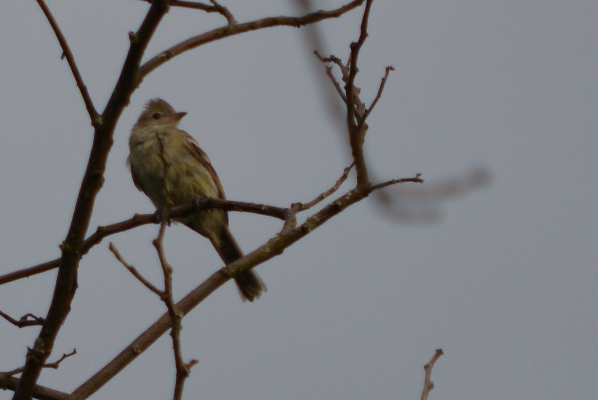 Northern Tropical Pewee - CARLOS ARIEL LOPEZ ZULETA