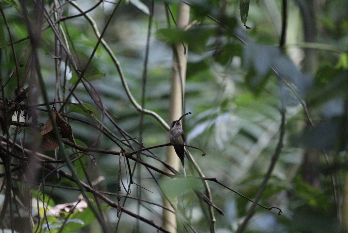 Long-billed Hermit - ML315073721