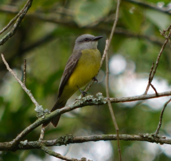 Tropical Kingbird - ML31507411