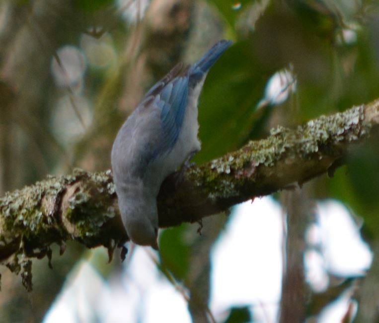 Blue-gray Tanager - CARLOS ARIEL LOPEZ ZULETA