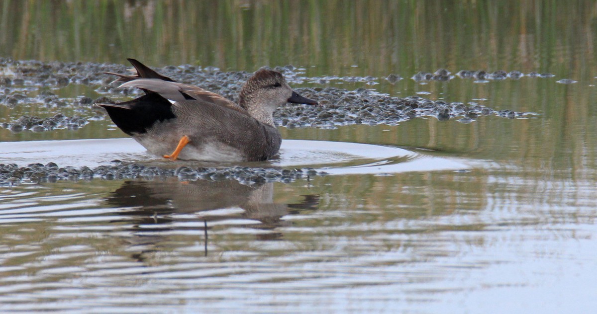 Gadwall - Julianne Elliott