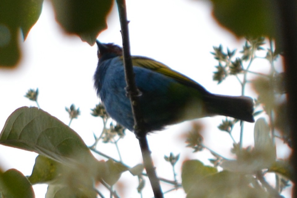 Bay-headed Tanager - CARLOS ARIEL LOPEZ ZULETA