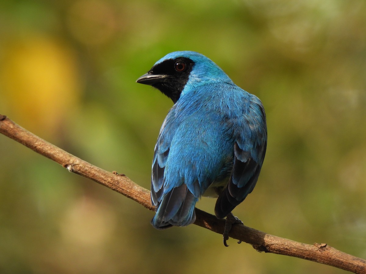 Swallow Tanager - ML315074761