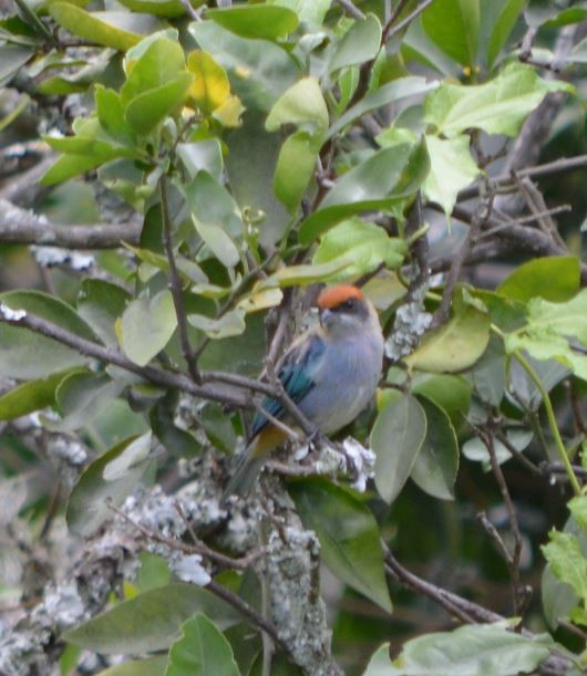 Scrub Tanager - CARLOS ARIEL LOPEZ ZULETA