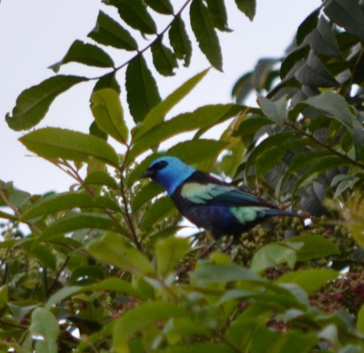 Blue-necked Tanager - CARLOS ARIEL LOPEZ ZULETA