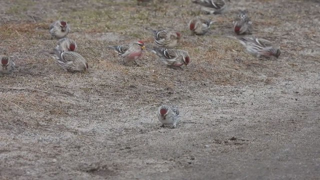 Hoary Redpoll - ML315076711