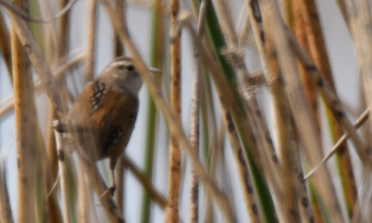 Marsh Wren - ML315076721