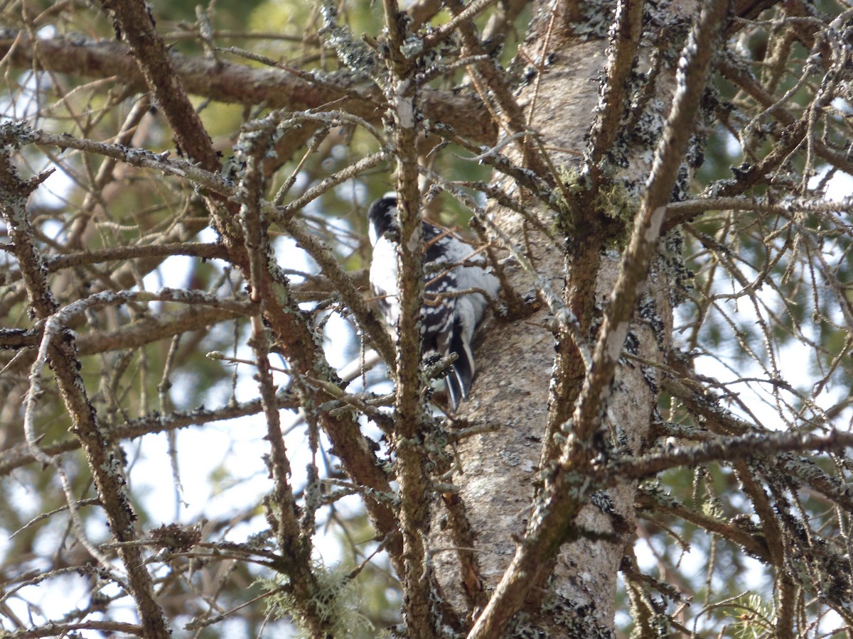 Hairy Woodpecker - ML315076981