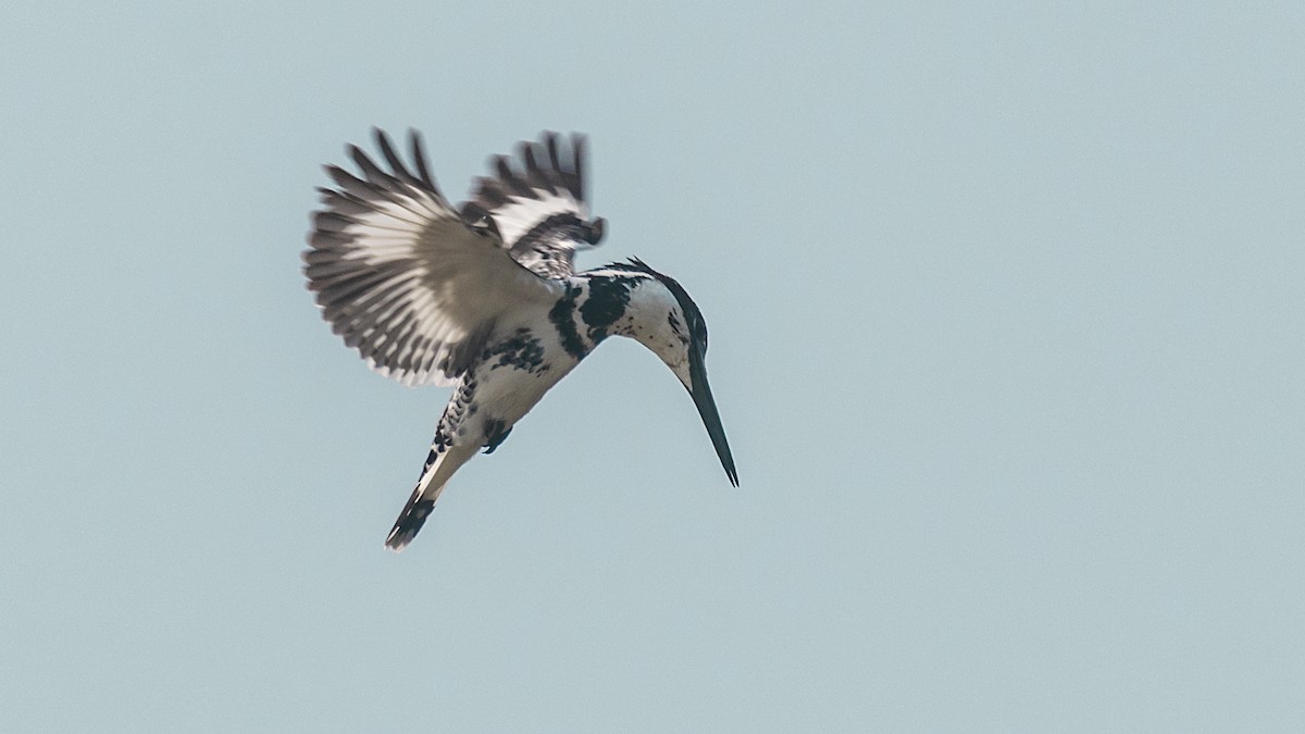 Pied Kingfisher - John Clough