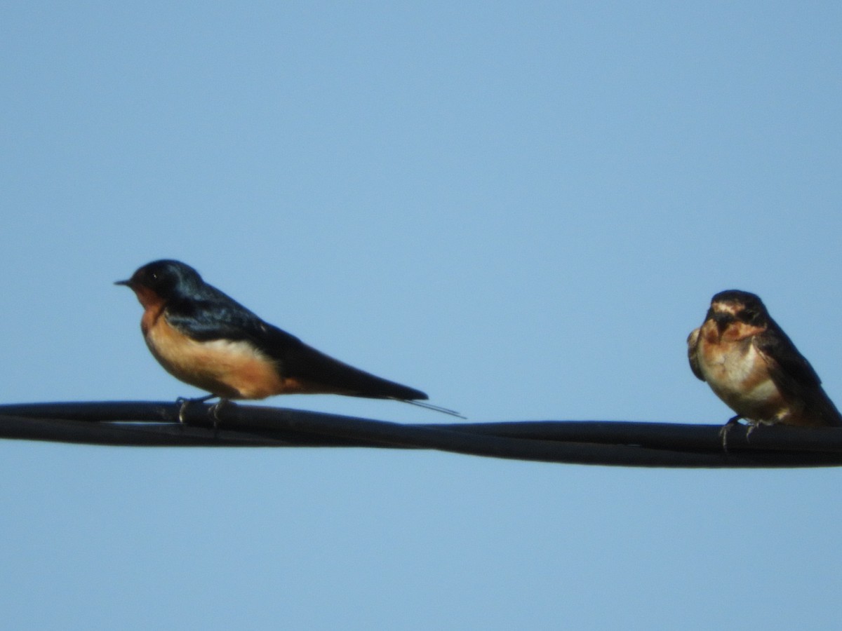 Barn Swallow - ML315077551