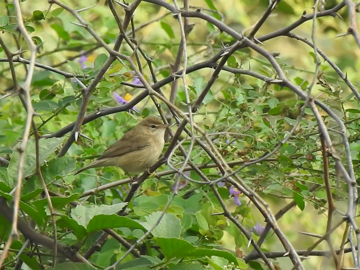 Blyth's Reed Warbler - Roaming Owls🦉🦉