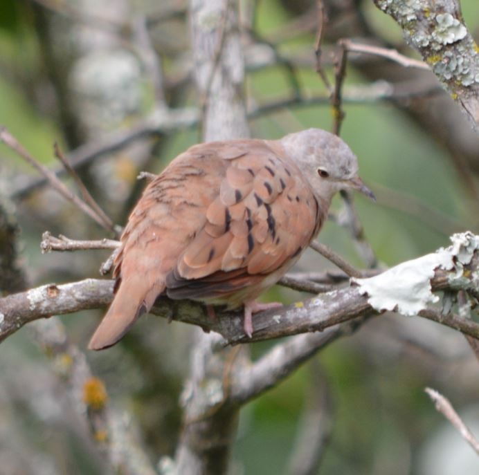 Ruddy Ground Dove - ML31507861