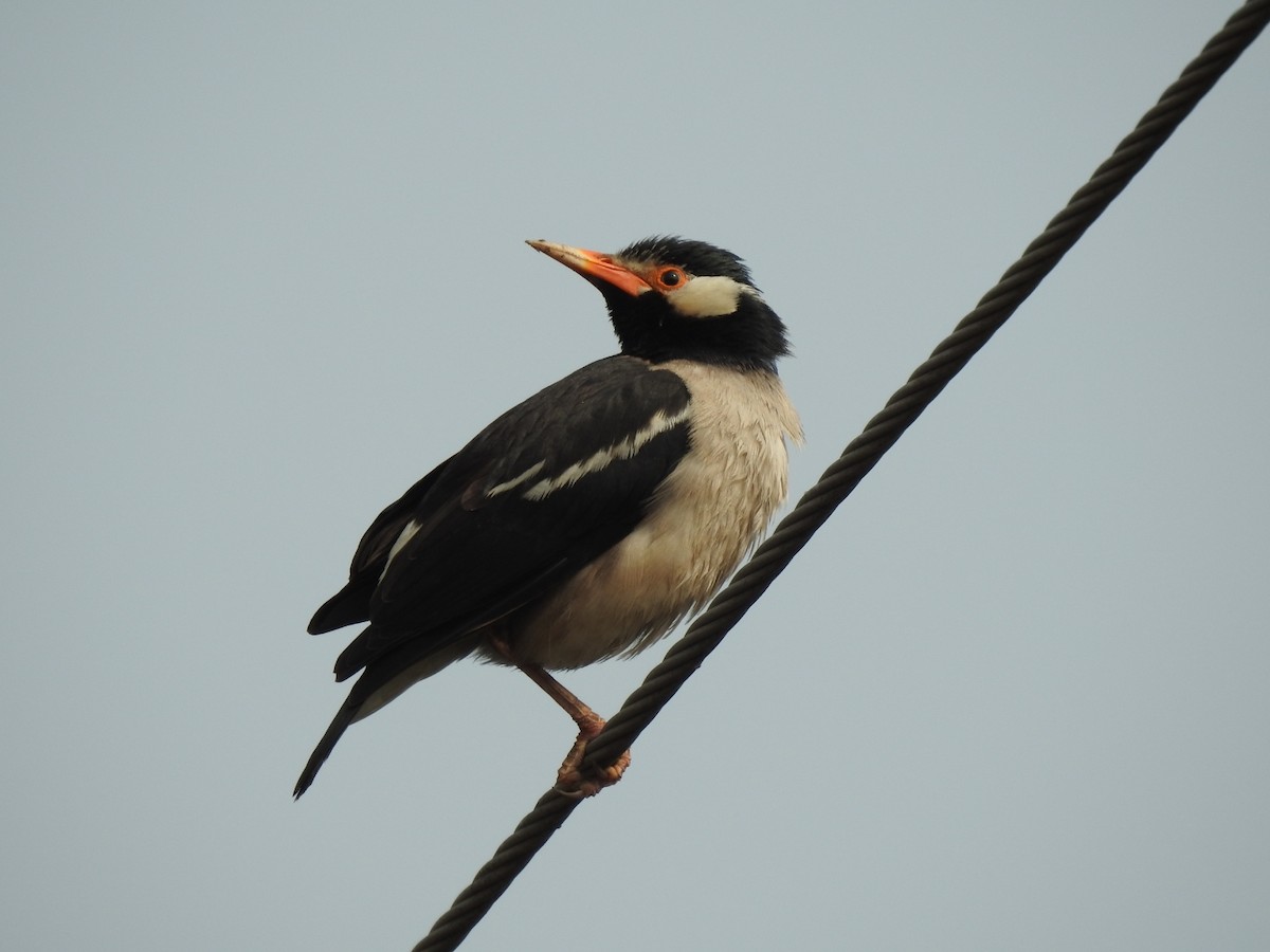 Indian Pied Starling - ML315078771