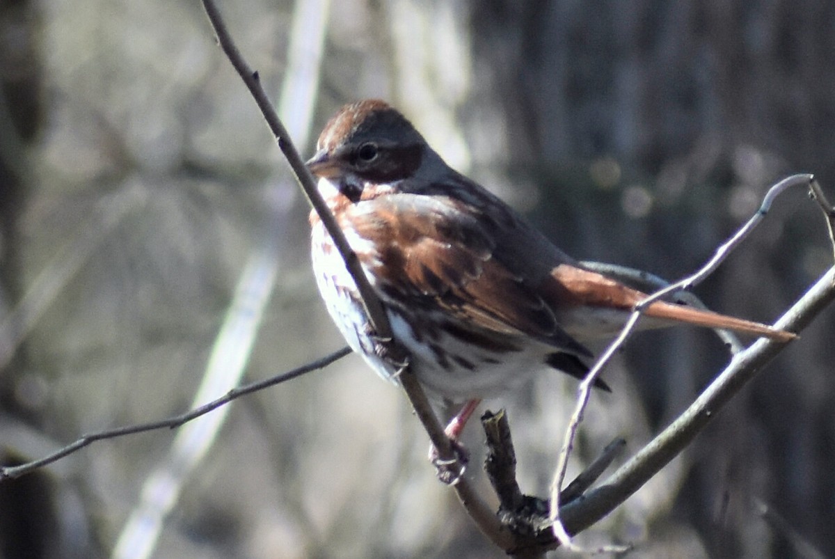 Fox Sparrow - ML315078991