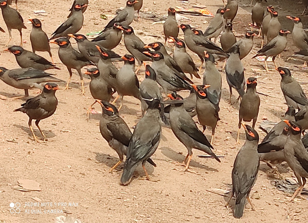 Bank Myna - ML315079061