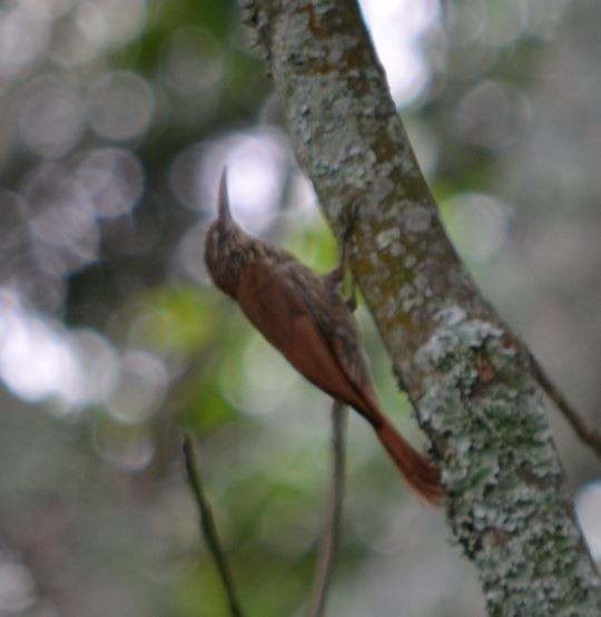 Streak-headed Woodcreeper - CARLOS ARIEL LOPEZ ZULETA