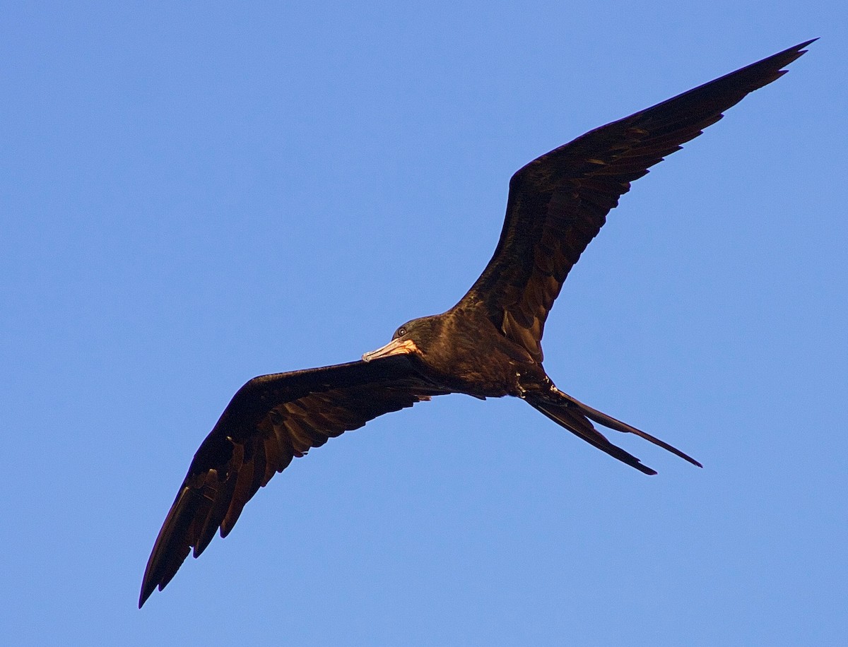 Magnificent Frigatebird - Karl Overman