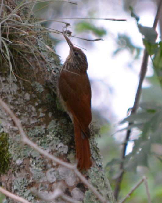 Streak-headed Woodcreeper - ML31507941