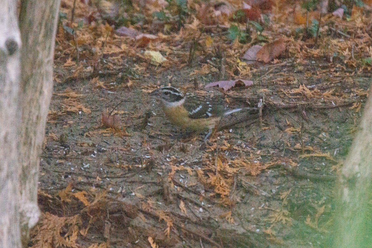 Black-headed Grosbeak - ML315079541