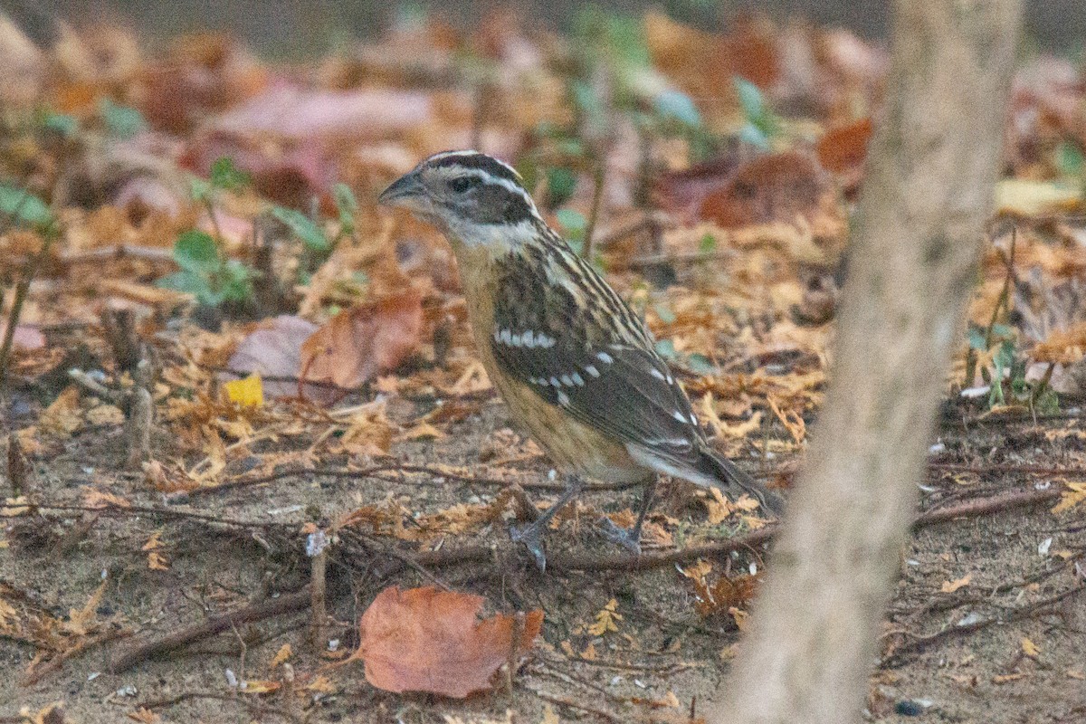 Picogrueso Cabecinegro - ML315080061