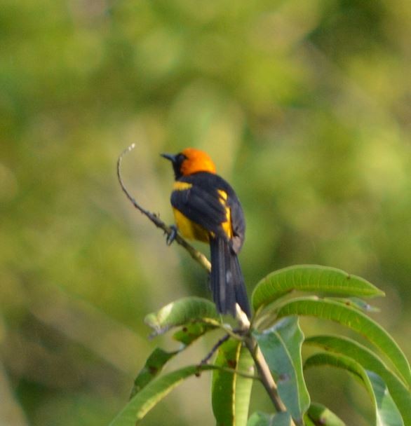 Orange-crowned Oriole - ML31508021