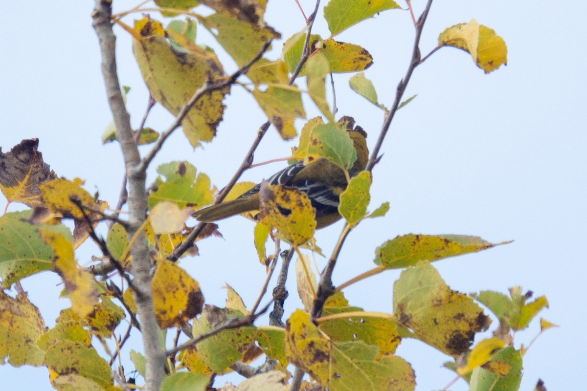 Baltimore Oriole - ML315080211