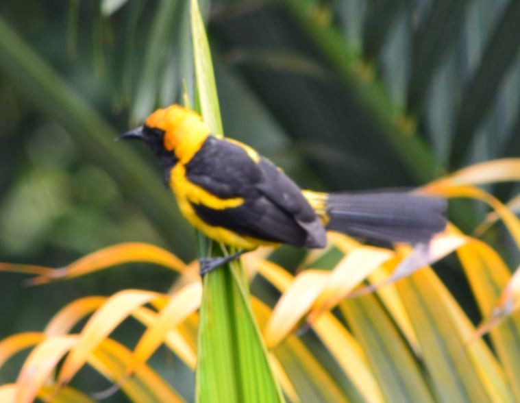 Orange-crowned Oriole - ML31508031