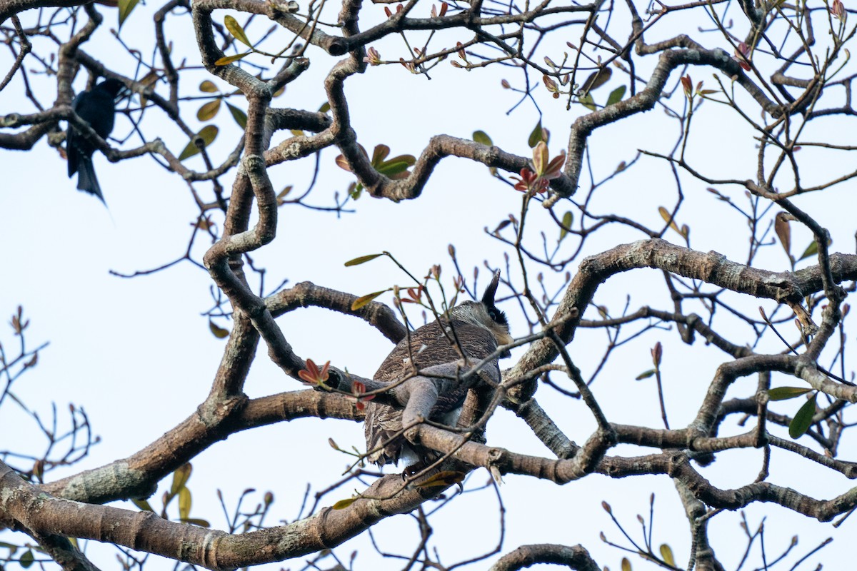 Greater Racket-tailed Drongo - ML315080751