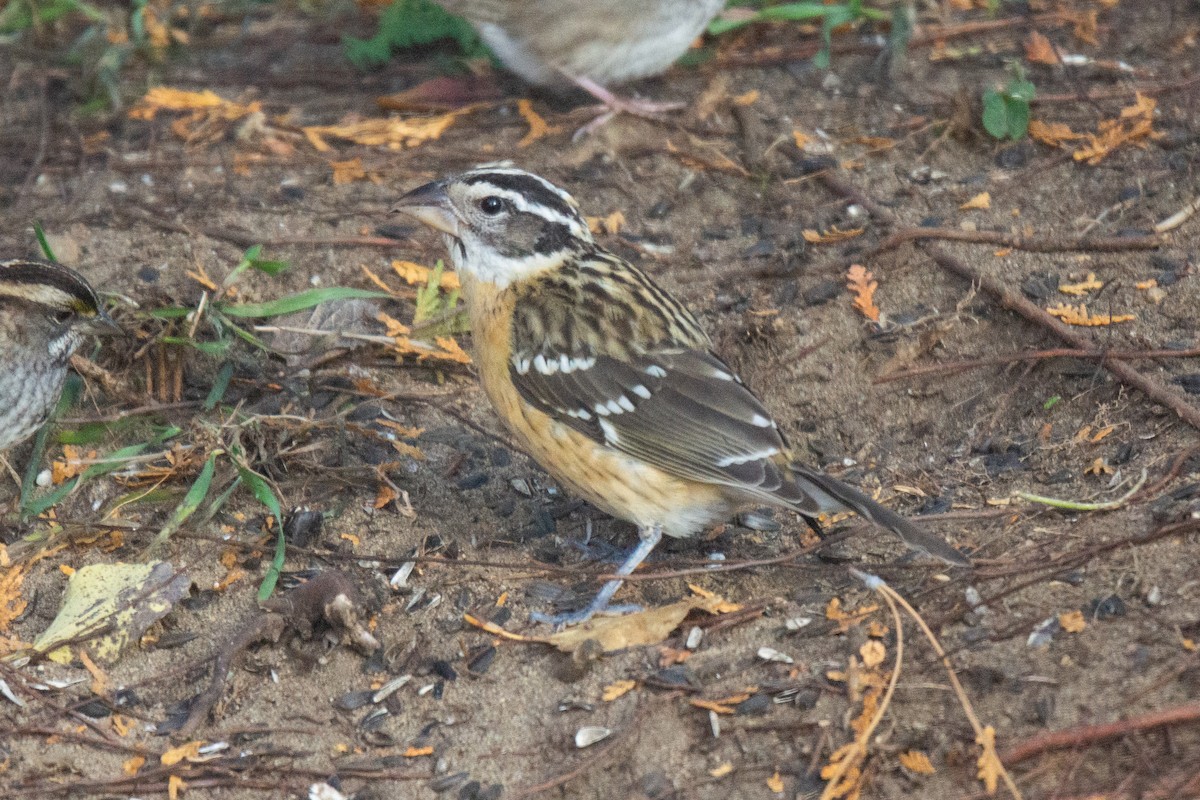 Black-headed Grosbeak - ML315081311